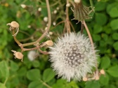 Enlarge photo 83