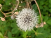 Enlarge photo 84