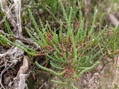 Enlarge photo 102