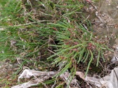 Enlarge photo 109