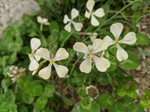 Enlarge photo 122
