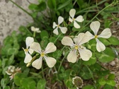Enlarge photo 129