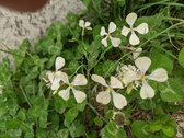 Enlarge photo 127