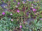 Enlarge photo 158