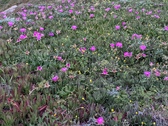 Enlarge photo 184
