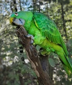 Enlarge photo 25