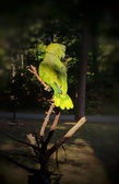 Enlarge photo 36