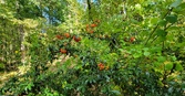 Enlarge photo 64
