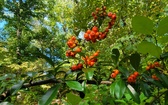 Enlarge photo 63