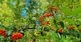 Enlarge photo 70