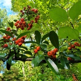 Enlarge photo 68