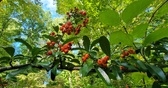 Enlarge photo 69