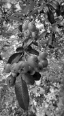 Enlarge photo 74