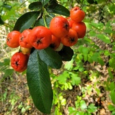 Enlarge photo 73
