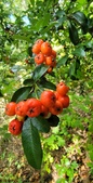 Enlarge photo 67