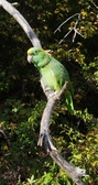 Enlarge photo 72