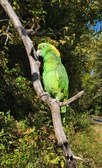 Enlarge photo 79