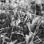 Enlarge photo 88