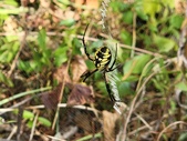 Enlarge photo 85
