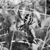 Enlarge photo 91