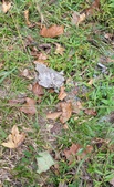 Enlarge photo 98