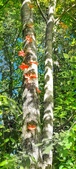 Enlarge photo 163