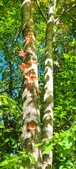 Enlarge photo 161