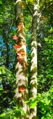 Enlarge photo 162