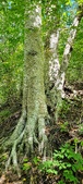 Enlarge photo 164