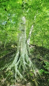 Enlarge photo 167