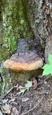 Enlarge photo 173