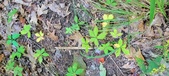 Enlarge photo 172