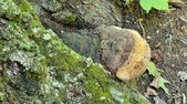 Enlarge photo 171