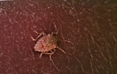 Enlarge photo 181