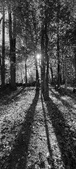 Enlarge photo 191