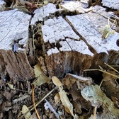 Enlarge photo 198