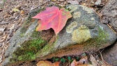 Enlarge photo 201
