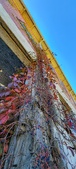 Enlarge photo 218