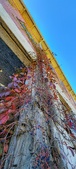 Enlarge photo 217