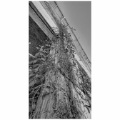 Enlarge photo 223
