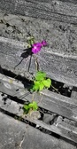 Enlarge photo 229