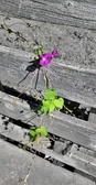 Enlarge photo 230