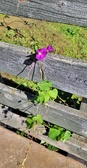 Enlarge photo 231