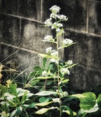 Enlarge photo 221