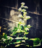 Enlarge photo 220