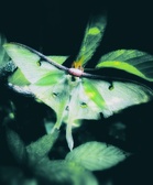 Enlarge photo 152