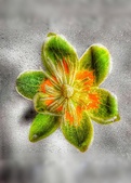 Enlarge photo 155