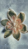 Enlarge photo 158