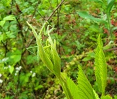 Enlarge photo 3