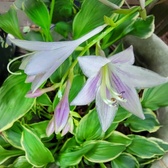 Enlarge photo 38
